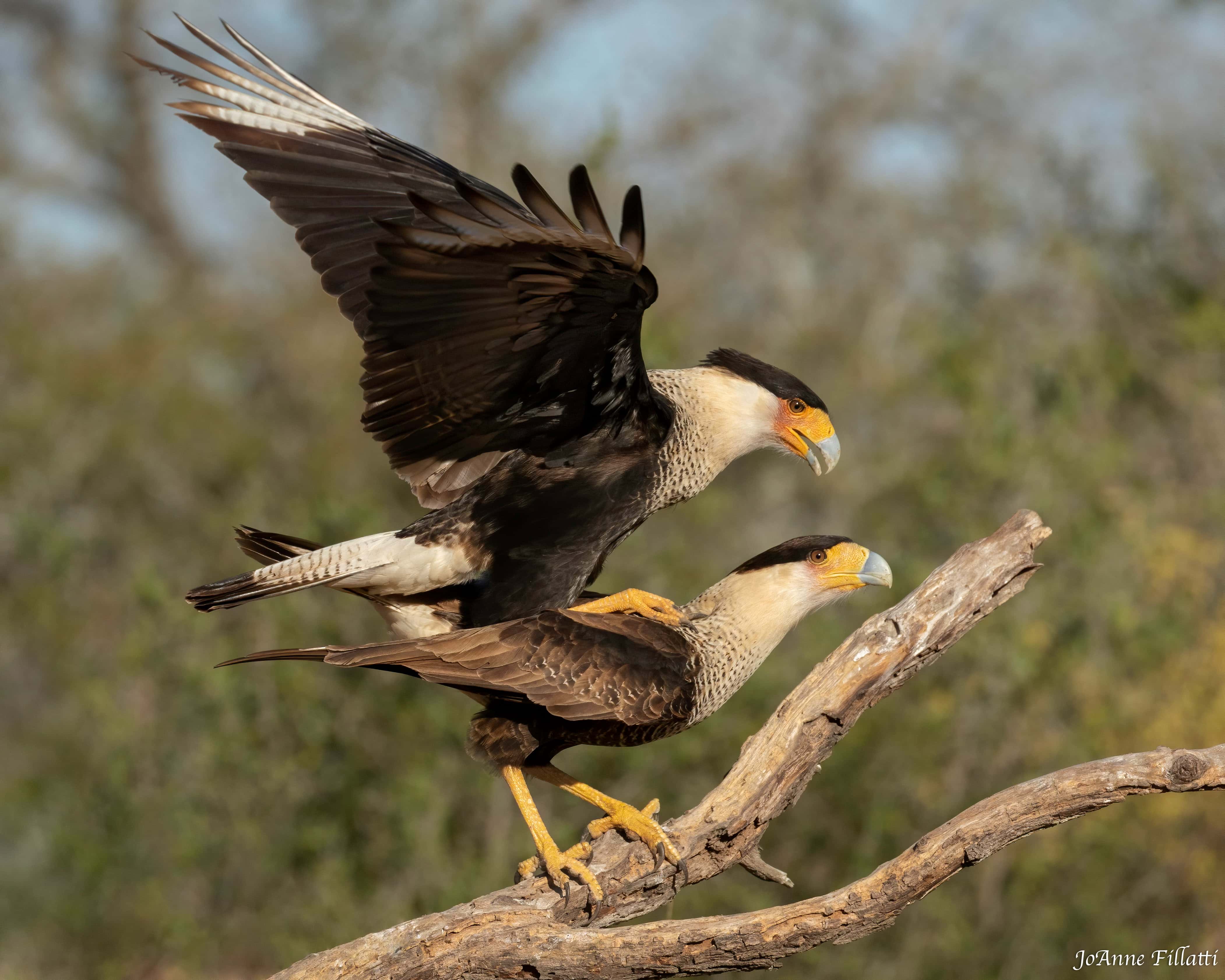 bird of texas image 6